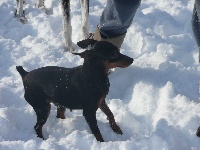 Étalon Pinscher nain - CH. Dolce vita de la luno dune