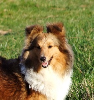 Étalon Shetland Sheepdog - Ever for ever scarlette Des mille eclats des tournesol