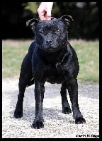 Étalon Staffordshire Bull Terrier - Guarana des terres de la Munia