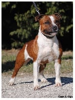 Étalon Staffordshire Bull Terrier - Hot staff's Bellflower
