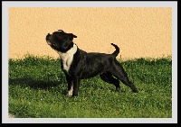 Étalon Staffordshire Bull Terrier - Universal-exports Everything or nothing