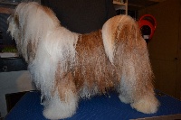 Étalon Terrier Tibetain - Ermès Du moulin de la durandière