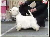 Étalon West Highland White Terrier - CH. White white west Full metal planet