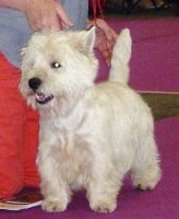 Étalon West Highland White Terrier - Filou de la closerie crevouline