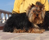 Étalon Yorkshire Terrier - Luci De Cans D'aragon