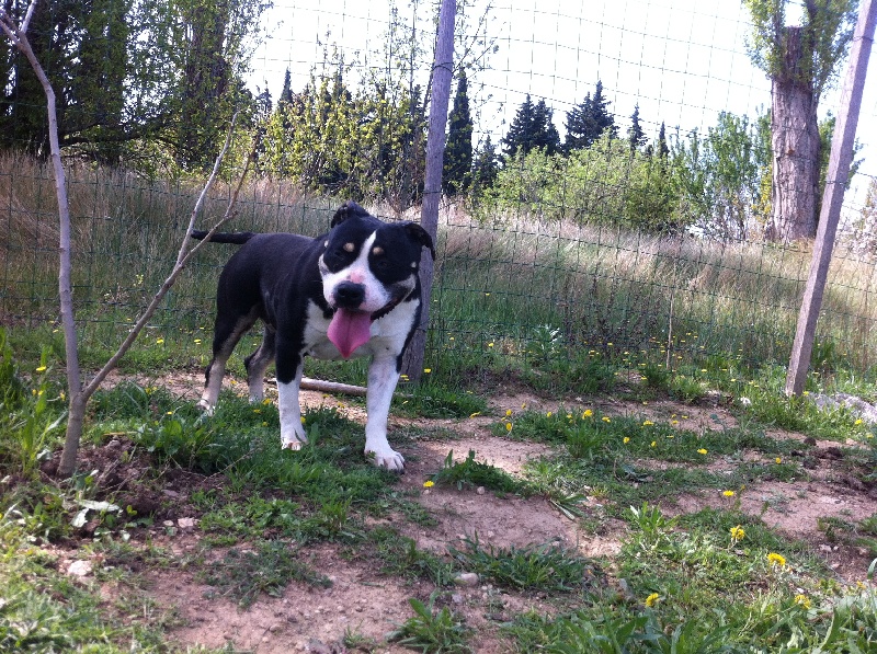 Publication : des Etoiles d'Or