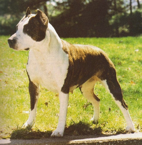 CH. Fraja ec Winning ticket