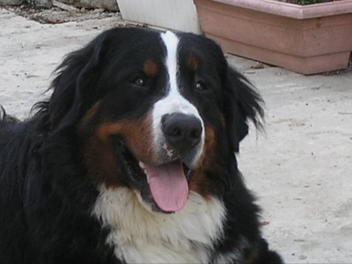 Publication : Du royaume d'Attila