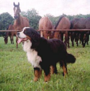 CH. Wekerlei-nagymedve Nato