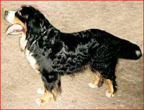 CH. Rocky v maranja's home