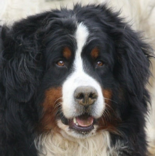 Dhelsy du domaine de Toundra