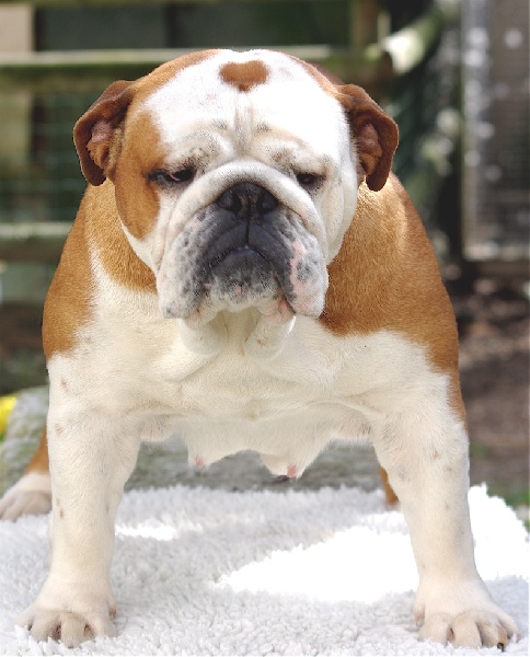 Publication : d'Ellendil 