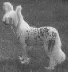 Blandora High fidelity