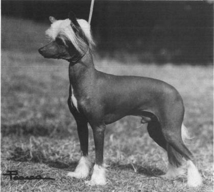 CH. Uk. jaspar of kojak