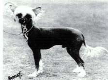 CH. Moonswift Mr wu of apocodeodar