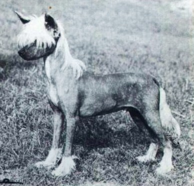 CH. Kojak Konkorde jw ch.uk