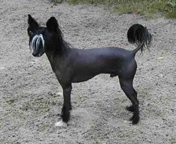 Color night top model de rama