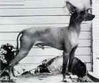 CH. china crest Mohawk