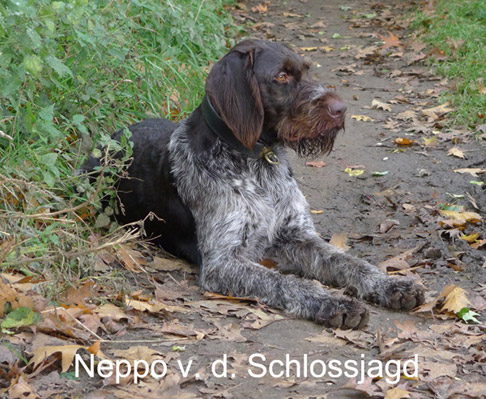 CH. Neppo v. d. schlossjagd