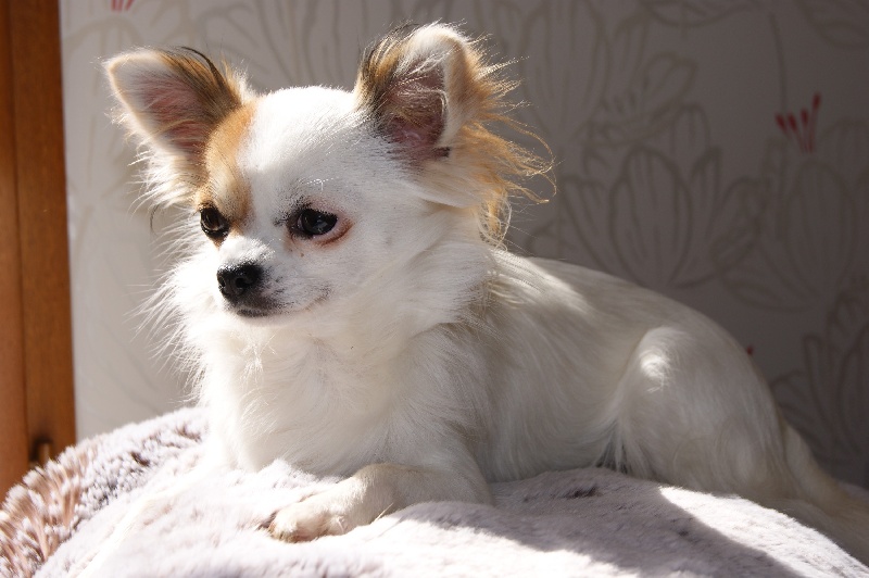 Ganiatabella Des Nichées De Riopse