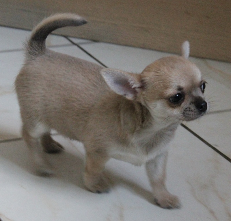 Publication : De L'isle Au Vert Coteau Auteur : N. ALARION