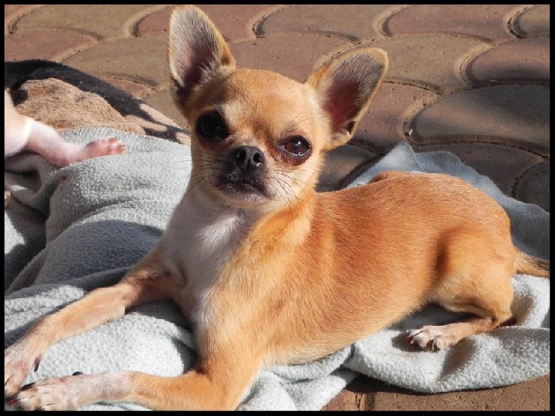 Publication : Della Dea Lucina Auteur : Pedio Cristina