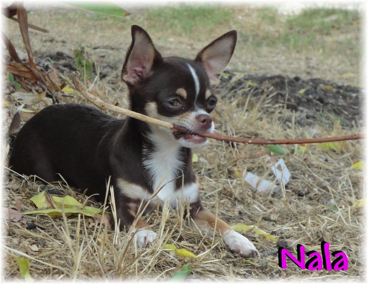 Publication : Della Dea Lucina Auteur : Pedio Cristina