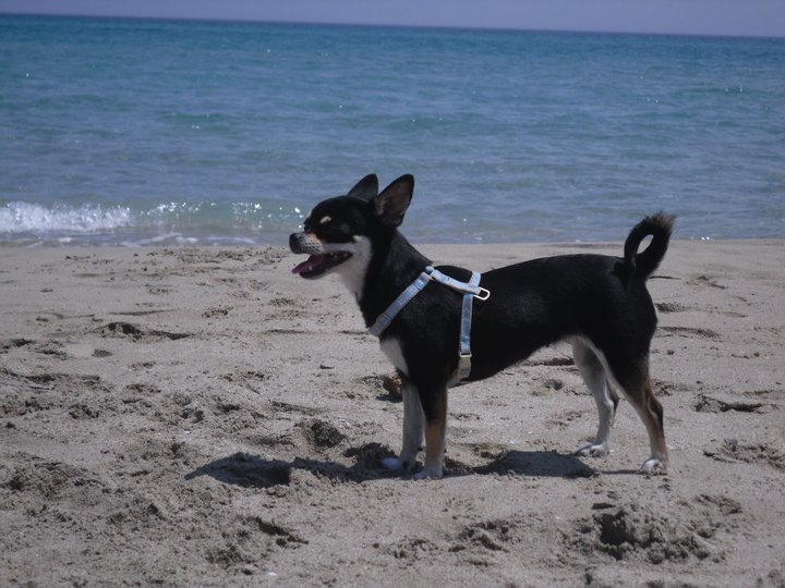 Publication : Della Dea Lucina Auteur : Pedio Cristina