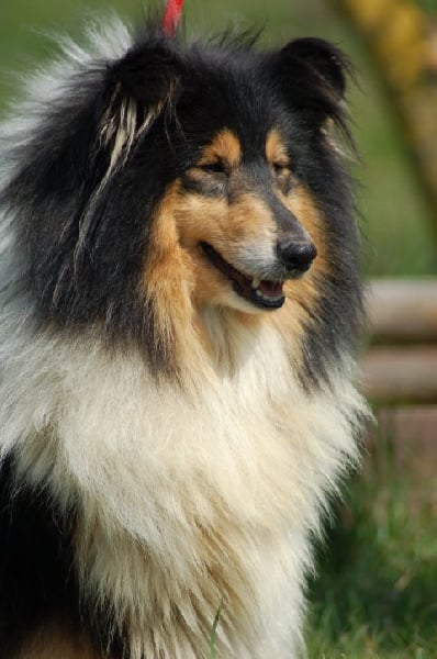 Publication : Clos des duchesses Auteur : Sylvie Dancoisne