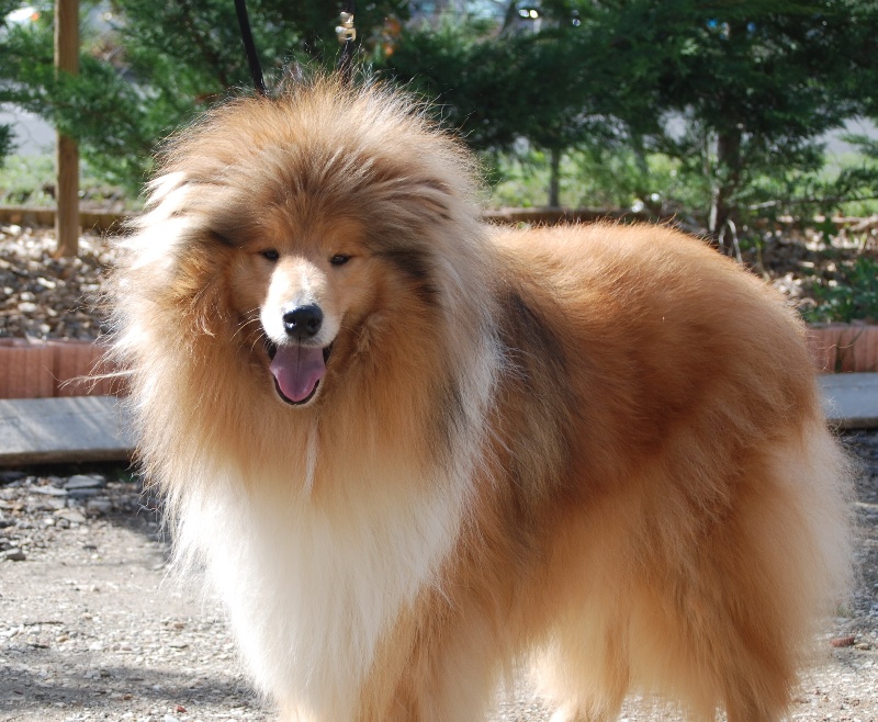 Publication : des terres de cocagnes Auteur : milhomme alexandra