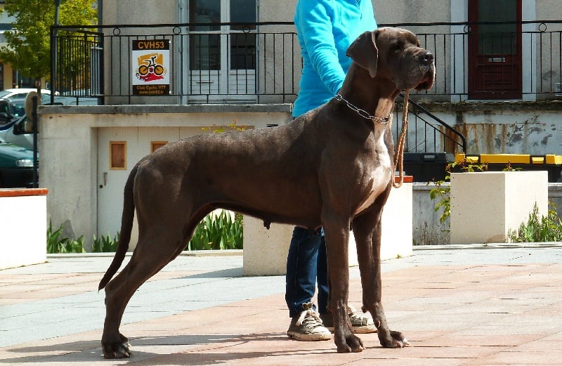 E lily-blue Des terres royales