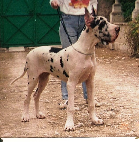 CH. Naomi-a Del garroferal