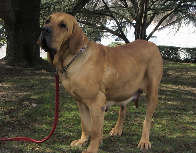 Publication : Du Clos De Vitalie Auteur : Dominique pfeiffer