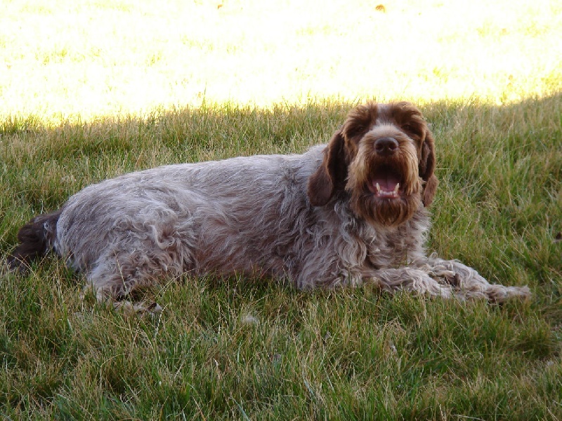 Cally du Mas du Jonquier