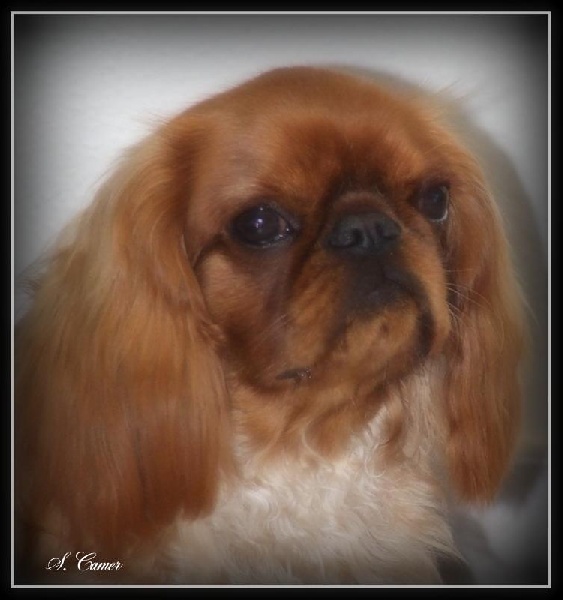 Publication : Les Cavaliers de Corence 