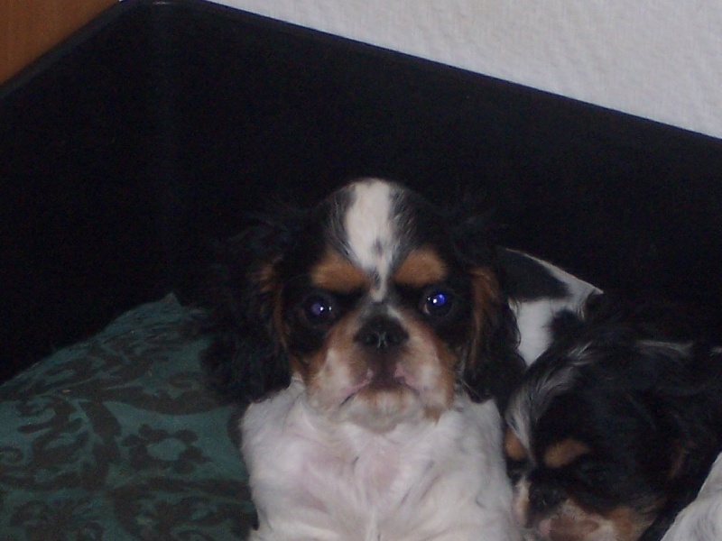 Publication : Du Petit Prince Eloi 