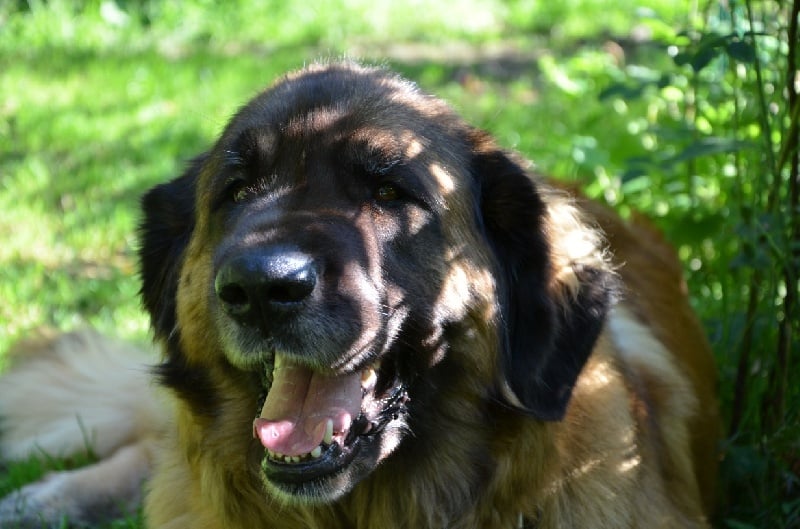 Publication : du violon d'or