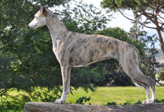 Publication : de isla de bali 