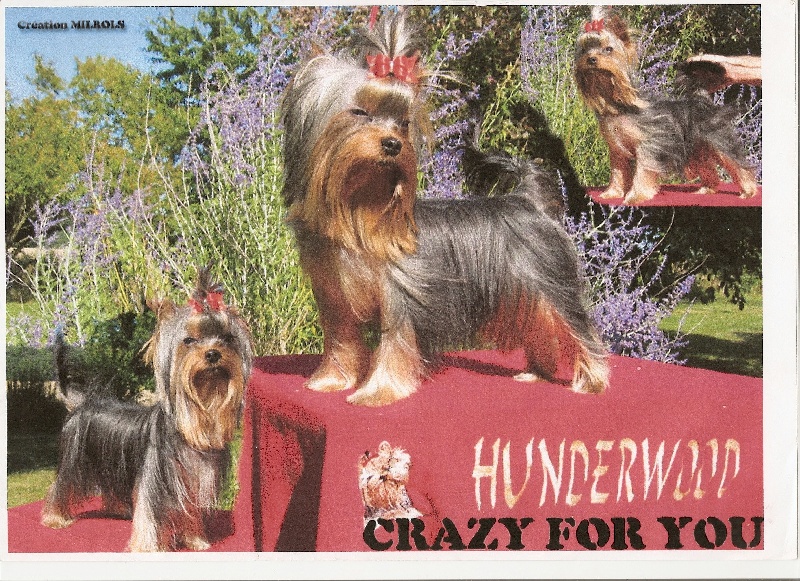 Hunderwood Crazy for you