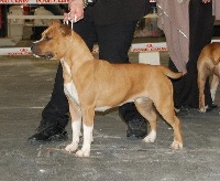 Étalon American Staffordshire Terrier - CH. Alpha duéto
