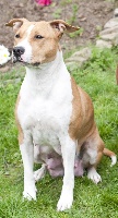 Étalon American Staffordshire Terrier - Daya (Sans Affixe)