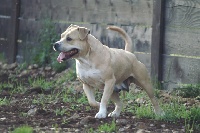Étalon American Staffordshire Terrier - Baya the Good Dogs Passion