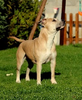 Étalon American Staffordshire Terrier - Fuel for love Straight n' Fiery