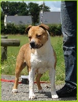 Étalon American Staffordshire Terrier - U'bella cierra shiva (Sans Affixe)