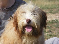 Étalon Bearded Collie - Guillemette au Royaume D'Endjy