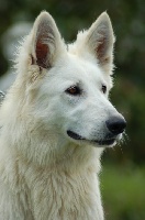Étalon Berger Blanc Suisse - Facette du domaine du chene au loup