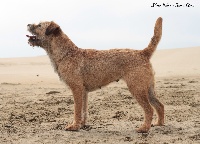 Étalon Border Terrier - Dolce vita des Hauts Louis