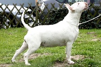 Étalon Bull Terrier - Glooujhoou lou Prouvencaou