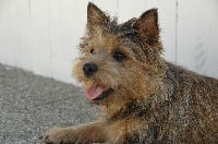 Étalon Cairn Terrier - Ginger de la pinkinerie