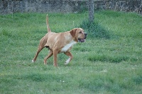 Étalon Chien d'arrêt Portugais - CH. Flash des chasseurs des grands pres